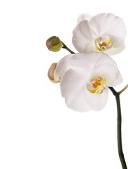 white orchid