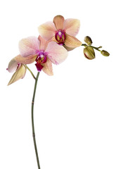 pink-yellow orchid