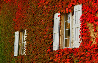 Fototapeta na wymiar Fasada domu pokryte dzikim winem jesienią