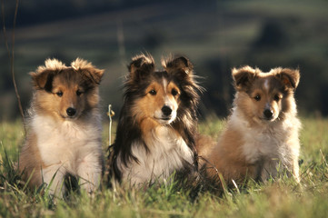 Trois chiots shetland assis sagement dehors © Callalloo Twisty