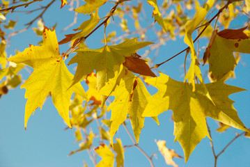 Yellow fall leaves.