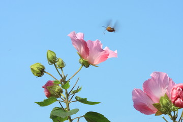 秋　芙蓉