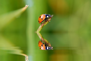 coccinelle