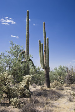 Saguaro Nationalpark Arizona © maranso