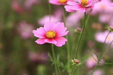 Obraz premium 秋 コスモス