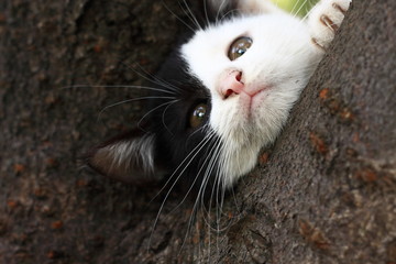 子猫