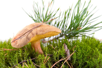 mushroom isolated on a white background