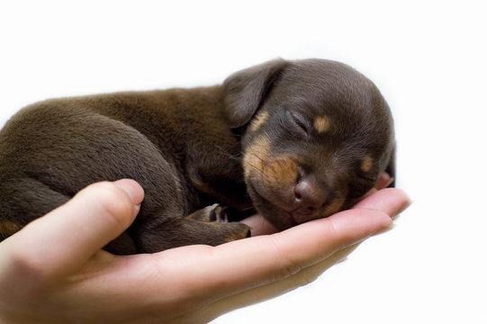 puppy sleeps on the girl's hand