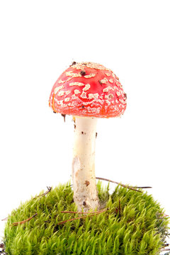 toadstool isolated on a white background