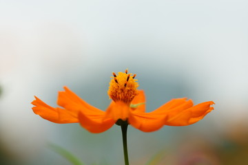 Fototapeta premium 秋 コスモス