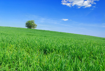 Obraz premium Lonely tree in the spring - with a green grass and blue sky