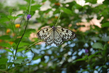 Schmetterling