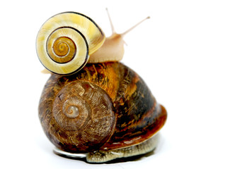 escargot
