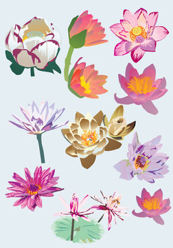 set of lotus