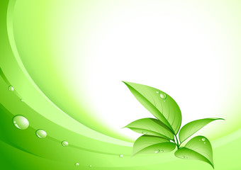 plante verte et fond nature