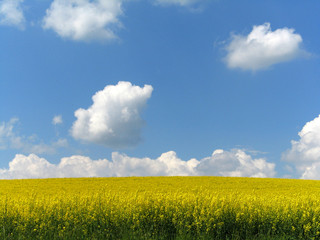 Rapsfeld unter Wolkenhimmel