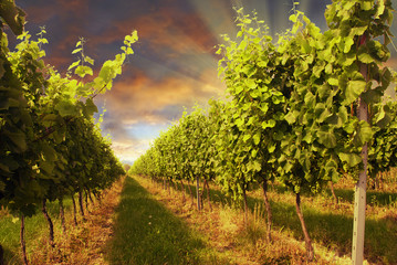 Beautiful vineyard with dramatic sky and rays of setting sun