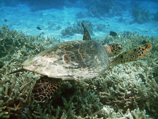 Fototapeta premium Sea turtle is swimming over a coral reef with various fish