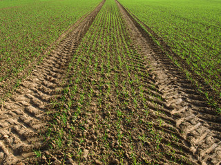 Traktorspur © mirkomedia