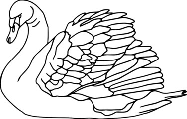 vector - contour swan isolated on white background