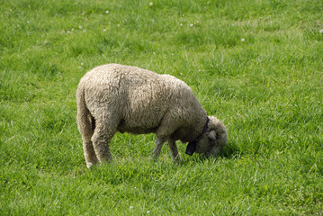 A small sheep is eating fresh green grass