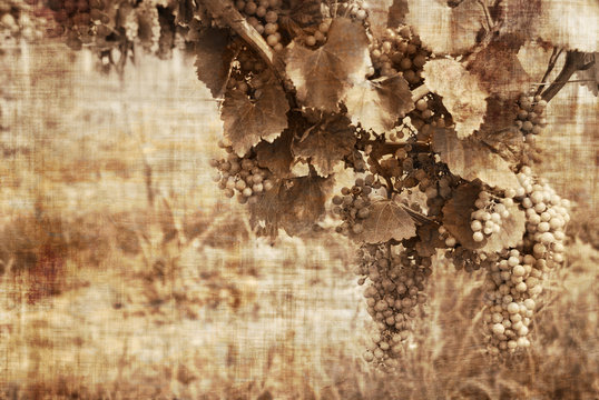 Grunge grapes in the warm tones reminds old ways of vendage