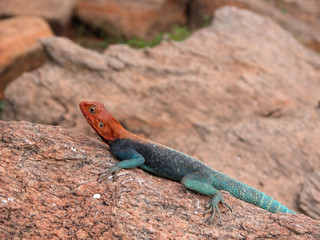 Lizard on the rocks hot sun.