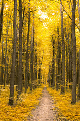 nature. forest with yellow leaves in autumn