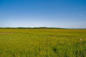 Obraz premium meadow