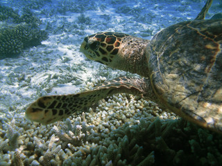 Obraz premium Sea turtle is swimming over a coral reef with various fish