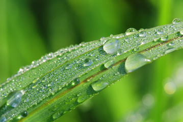 Beautiful leaf macro.