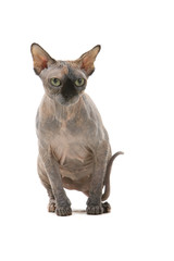 Sphynx Hairless Cat