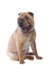 Chinese shar-pei dog