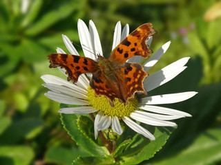 papillon sur marguerite