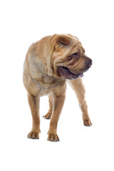 Chinese shar-pei dog