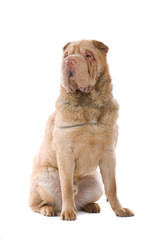 Obraz premium Chinese shar-pei dog