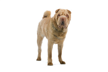Chinese shar-pei dog