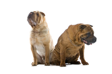 two Chinese shar-pei dogs