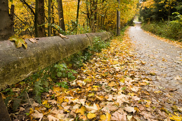 Road covered by leaves in bright autumnal day