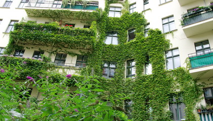 Immeuble recouvert de lierre, Berlin, Allemagne.