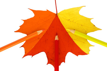 three pencils and leaf isolated