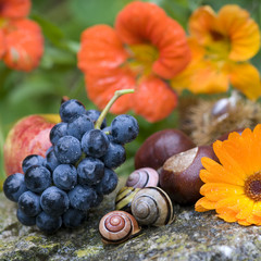 Fototapete bei efototapeten.de bestellen   