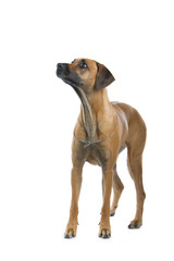 rhodesian ridgeback dog
