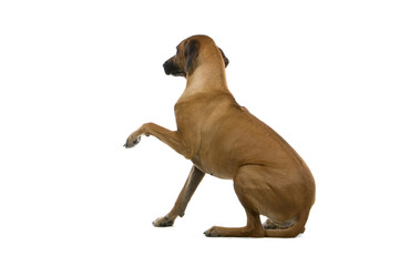 rhodesian ridgeback dog