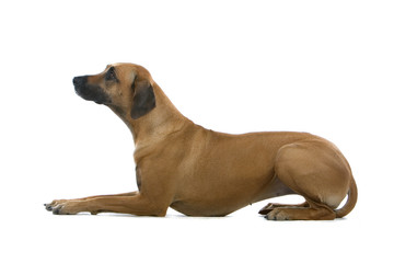 rhodesian ridgeback dog