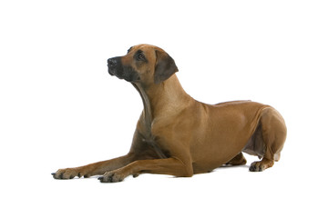 rhodesian ridgeback dog