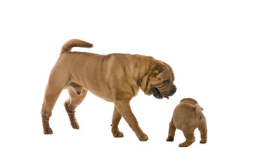 Obraz premium Chinese shar-pei dog and a puppy