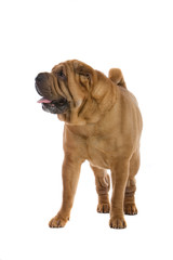 Chinese shar-pei dog