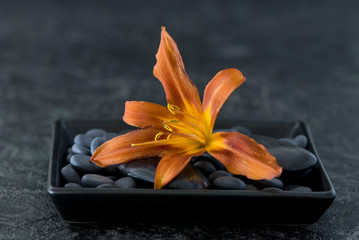 Lilie orange © Sunnydays