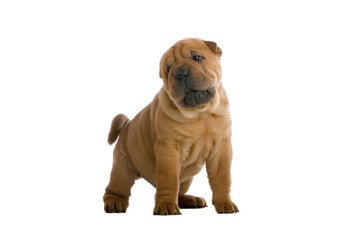 Chinese shar-pei puppy